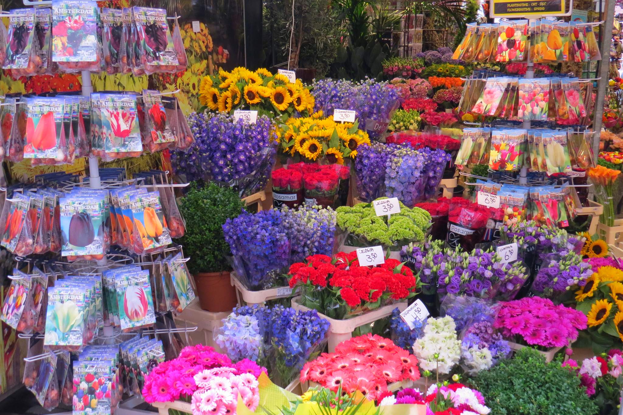 targ kwiatowy amsterdam