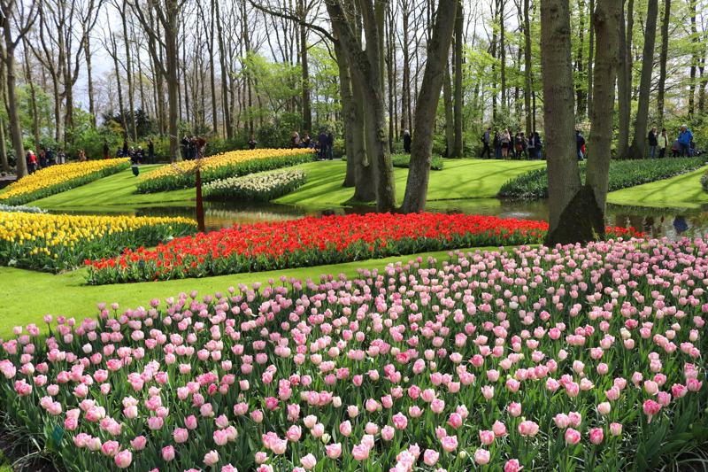 piękne-ogrody-na-świecie-keukenhof-holandia