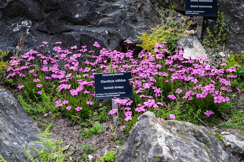 powsin ogród botaniczny goździk górski